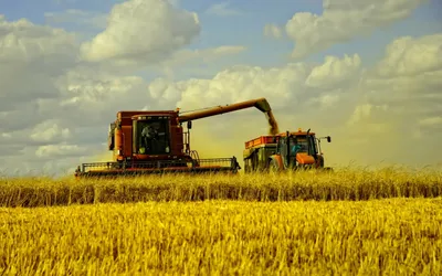 Минсельхоз назвал объем урожая зерна и пшеницы - ПРАЙМ, 24.09.2021