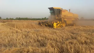 Закрома Беларуси наполняются: уборка урожая близится к финишу