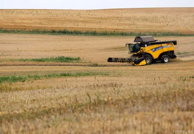 Уборка урожая 2023. Низкие цены на зерно? Работаем с себестоимостью |  Культиватор | Канал про агробизнес | Дзен
