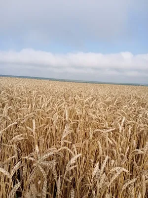 уборщик на работе. уборка урожая пшеницы Редакционное Изображение -  изображение насчитывающей жать, природа: 221856875