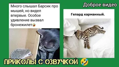 удивление :: ухо :: взгляд :: собакен / смешные картинки и другие приколы:  комиксы, гиф анимация, видео, лучший интеллектуальный юмор.