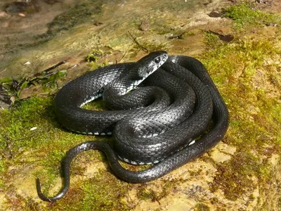 Колхидский уж (Natrix megalocephala)