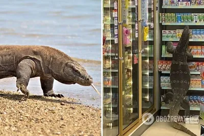 Капский варан (Varanus exanthematicus) купить в Планете экзотики