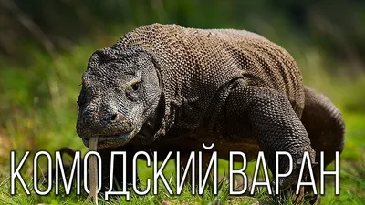 Комодский варан: история ядовитого дракона. Часть 2 | Пикабу