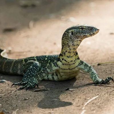 Komodo Lizard: A poisonous dragon from Komodo Island | Interesting facts  about reptiles - YouTube