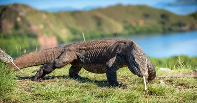 Wiki Nature - Гигантский варан, большой варан или перенти (лат. Varanus  giganteus) — вид ящериц из семейства варановых. Самый крупный варан  происходящий из Австралии. Максимальная длина тела гигантского варана с  учетом хвоста —