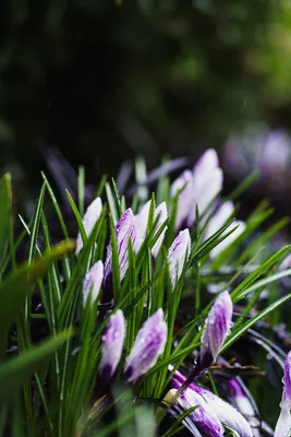 Image Spring Flowers Galanthus Closeup 1080x1920