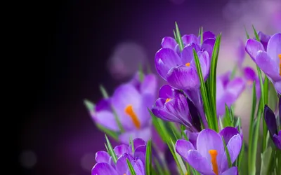 Photo Spring flower Crocuses Grass 640x960