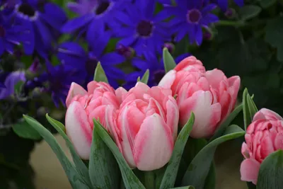Красивые весенние цветы тюльпаны, нарциссы на голубом фоне Стоковое  Изображение - изображение насчитывающей мать, нарцисс: 175438395
