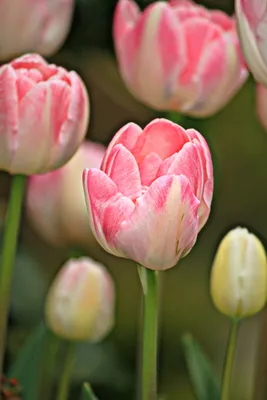 Самые желанные, самые нежные и трепетные!☺️✨ Только для вас весенние  тюльпаны в конце ноября💫🌸 #Fashion… | Pretty flowers, Beautiful rose  flowers, Tulips flowers