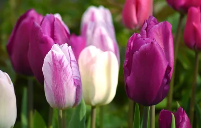 Скачать обои весенние, цветы, пинк, букет, тюльпаны разрешение 1600x900  #130749