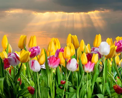 прекрасные яркие весенние цветы тюльпаны Стоковое Изображение - изображение  насчитывающей зеленый, конструкция: 216764497