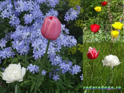 Весенние цветы тюльпаны (90 фото) - 90 фото