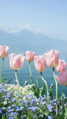 Фотографии тюльпан весенние Цветы Много