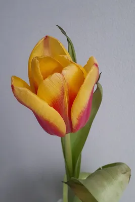 Красивые цветы тюльпаны - 71 фото