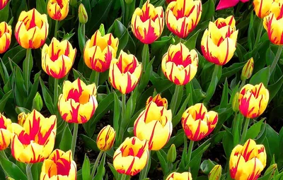 Картинка Весенние цветы тюльпаны » Весенние цветы » Цветы » Картинки 24 -  скачать картинки бесплатно