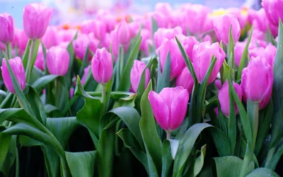 Обои на рабочий стол Красивые весенние цветы - тюльпаны, обои для рабочего  стола, скачать обои, обои бесплатно