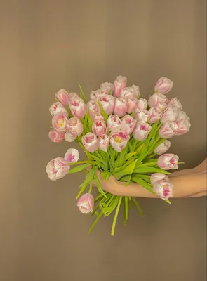 Картинка Тюльпаны весенние Цветы