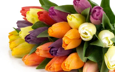 Сорта тюльпанов, которые удивят вас своей красотой! Сортовые желтые тюльпаны  для дачной клумбы | Огород Мечты | Дзен