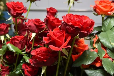 Весенние Цветы Красивые Тюльпаны Цветочный Фон Почки Розовый Красный  Зеленые Листья Букет — стоковая векторная графика и другие изображения на  тему Афиша - iStock