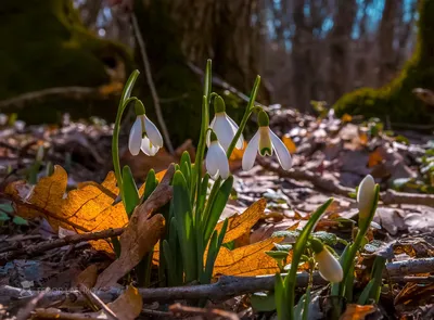 Первые подснежники этой весны!. Photographer Lashkov Fedor