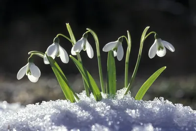 Первые вестники весны — подснежники | 19.04.2021 | Архангельск - БезФормата