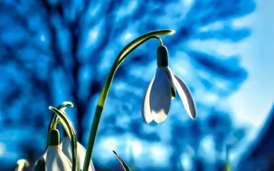 Подснежник Весна Признаки Весны - Бесплатное фото на Pixabay - Pixabay