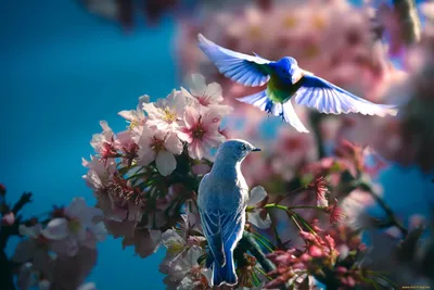 Весна птицы (59 фото) - 59 фото