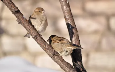 Эколог рассказал, как перелетные птицы относятся к зимним холодам весной
