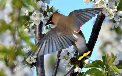 Городские птицы: весна-2020 | Пикабу