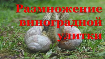 Виноградные улитки на участке | Сделаем сами - своими руками | Дзен