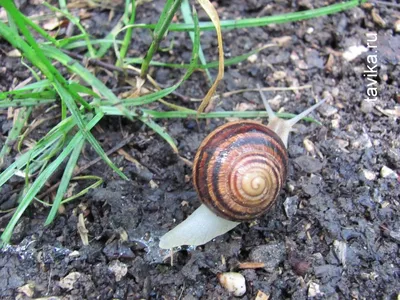 Улитка Escargots По-бургундски в фольге, 170г купить с доставкой на дом,  цены в интернет-магазине