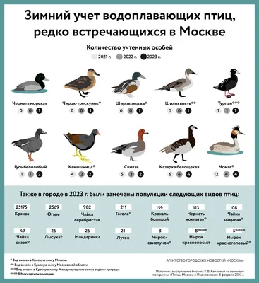 Зимний учет водоплавающих птиц, редко встречающихся в Москве - Агентство  городских новостей «Москва» - информационное агентство