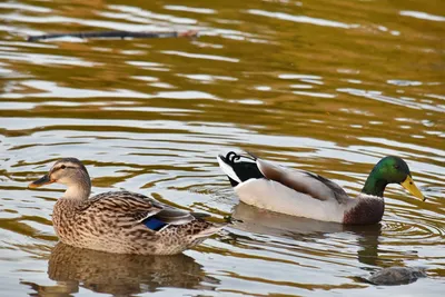 В Белгородской области ведут перепись водоплавающих птиц