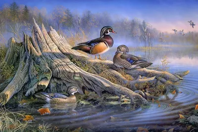 Бесплатное изображение: водные птицы, птица семья, утки, стадо, кряква, водоплавающих  птиц, утка, плавание, Дикая природа, Природа