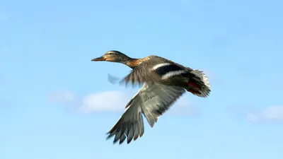 Всероссийский день учета водоплавающих птиц - Праздник