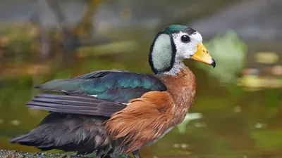 Интересные водоплавающие птицы | Пикабу
