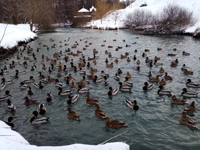 В Перми прошёл ежегодный зимний учёт водоплавающих птиц «Серая шейка»