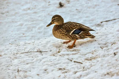 Учет зимующих водоплавающих птиц начинается в Подмосковье - В регионе -  РИАМО в Королеве