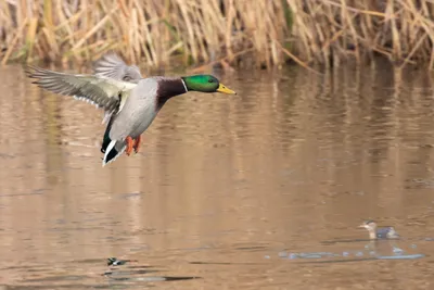 Подведены итоги учётов зимующих водоплавающих птиц на территории  Белгородской области. | Заповедник \"Белогорье\"