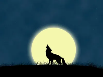 Картинки волка воющего на луну обои