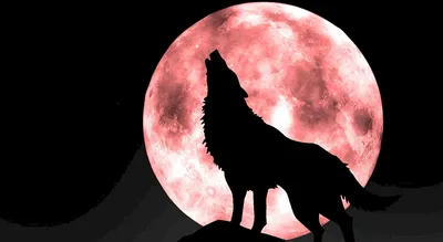 силуэт волка, собака арктического волка, футболка Three Wolf Moon, вой в  полнолуние, tshirt, млекопитающее, животные png | PNGWing