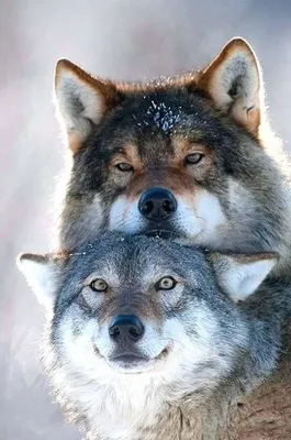 🐺ВОЛЧЬЯ ЛЮБОВЬ🐾🐺🐶💞 | Facebook