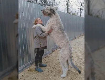 Бурят-монгольский волкодав: огромная собака с большим сердцем | Hill's