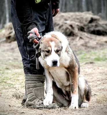 25 фото ирландских волкодавов, после просмотра которых хочется завести хотя  бы одного такого добродушного великана | Beautiful dogs, Large dog breeds,  Dog breeds