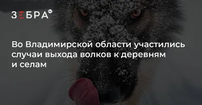 Официальным логотипом Новогодней столицы России стал улыбающийся тамбовский  волк