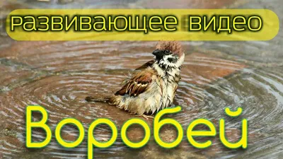 Загадки про воробья для детей | Загадки, Для детей, Воробей