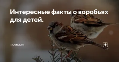 Yellow Sparrow Жёлтый Воробей