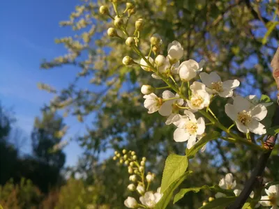 Сегодня вербное воскресенье. | Всем корвалол за мой счёт... | Дзен