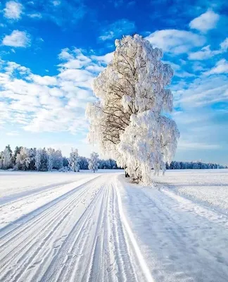 Зима – это чарующее время года, завораживающе чистая природа, окутанная в  белоснежные одежды. | Winter scenery, Winter landscape, Winter pictures